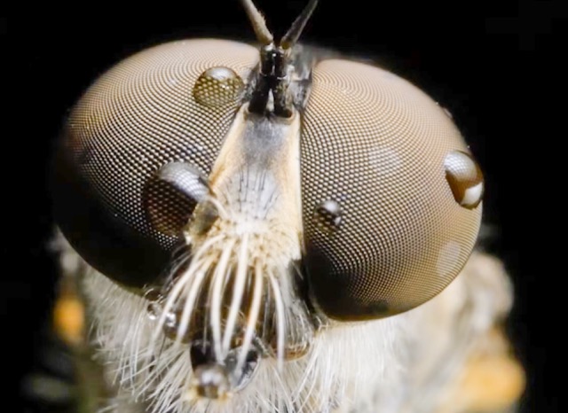 Bug Out